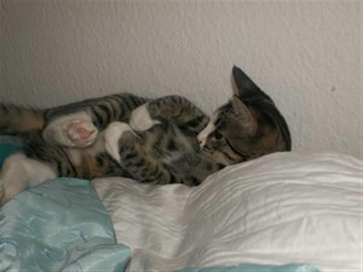 Huskat Lambert billede 6