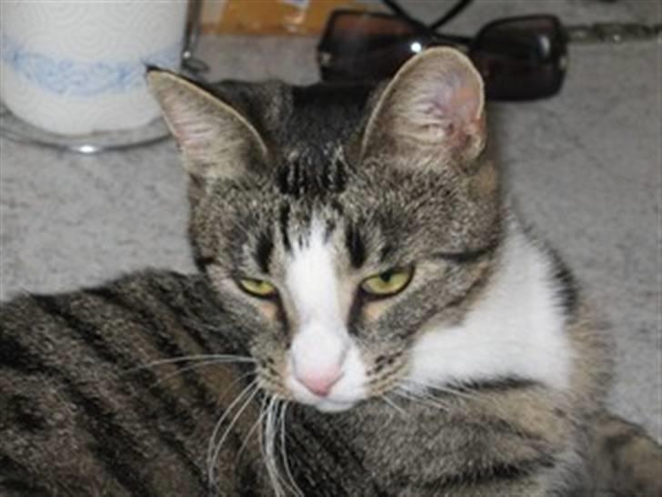 Huskat Lambert billede 7