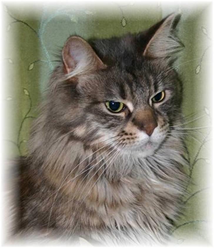 Maine Coon Timbercoon Allmost Angel billede 1