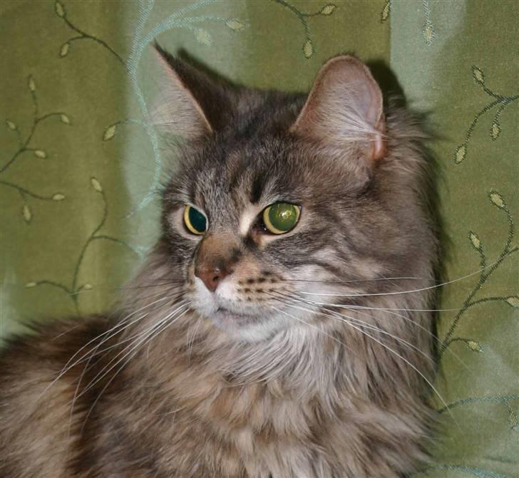 Maine Coon Timbercoon Allmost Angel billede 2