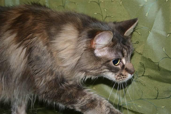 Maine Coon Timbercoon Allmost Angel billede 3