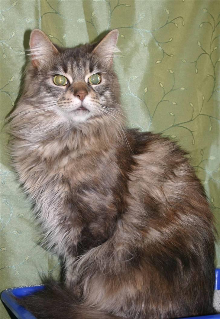 Maine Coon Timbercoon Allmost Angel billede 4