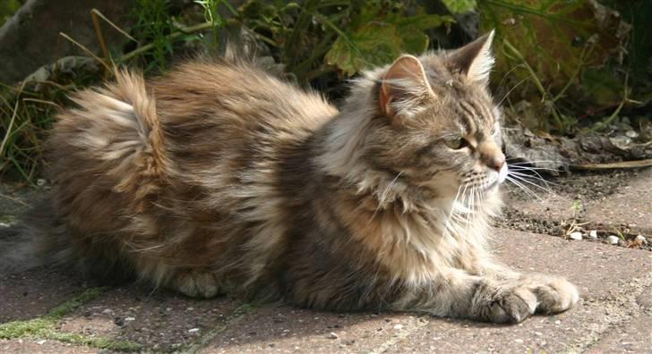 Maine Coon Timbercoon Allmost Angel billede 5