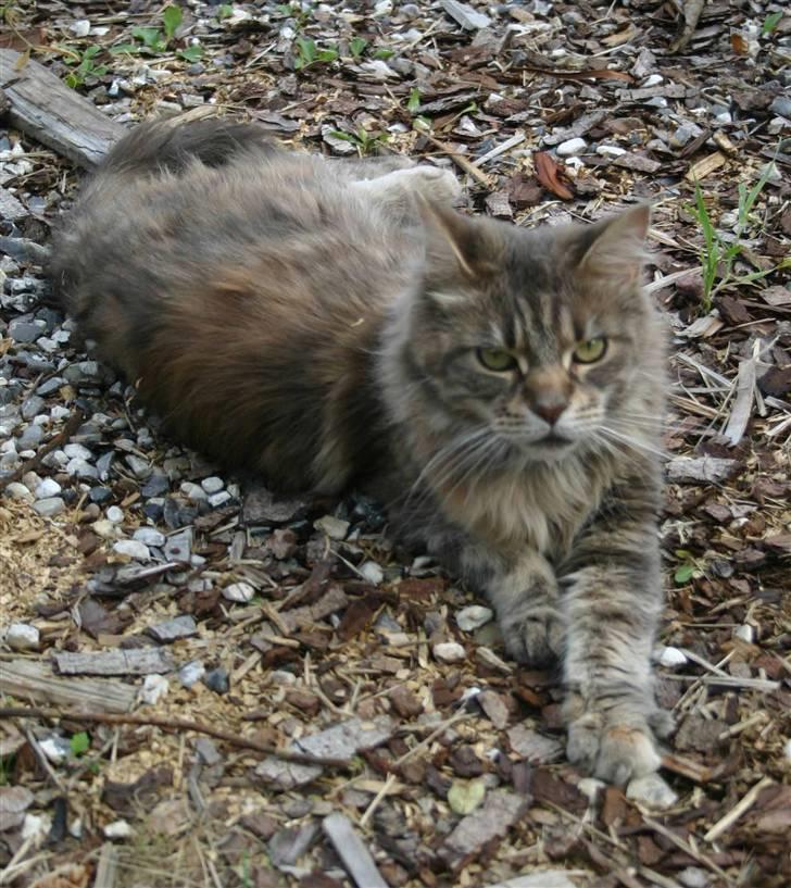 Maine Coon Timbercoon Allmost Angel billede 6