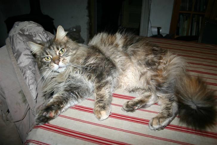 Maine Coon Timbercoon Allmost Angel billede 7