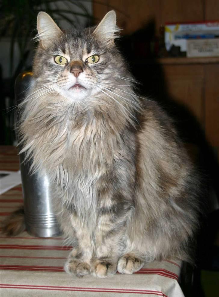 Maine Coon Timbercoon Allmost Angel billede 8