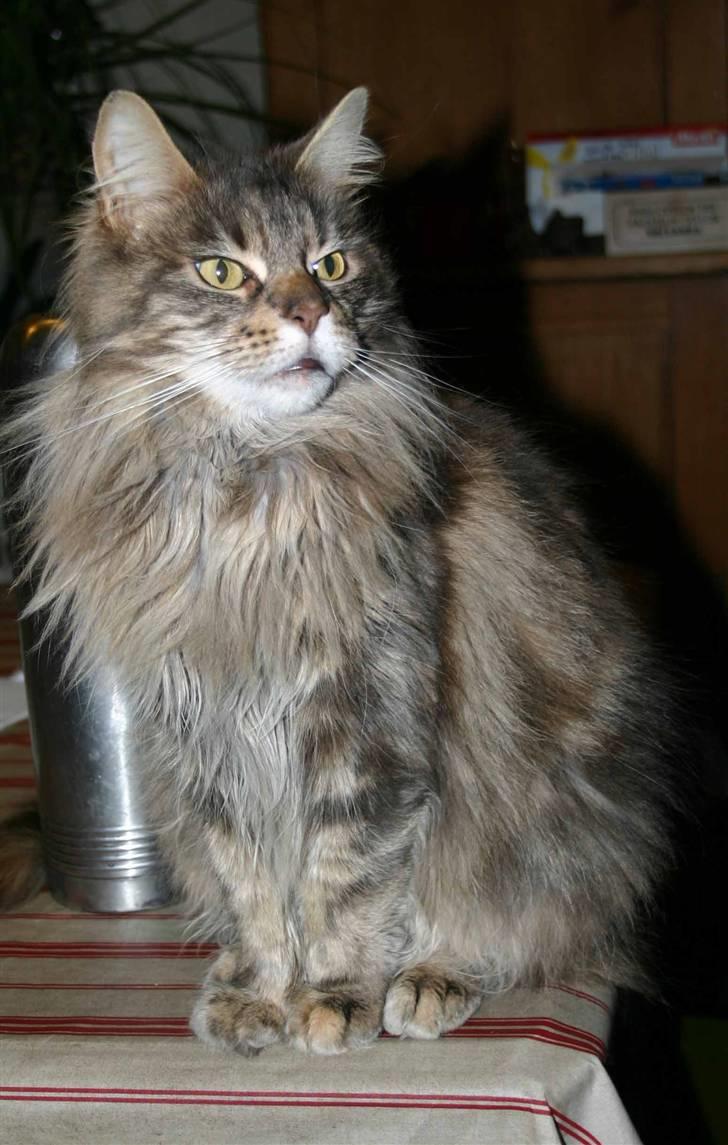 Maine Coon Timbercoon Allmost Angel billede 9