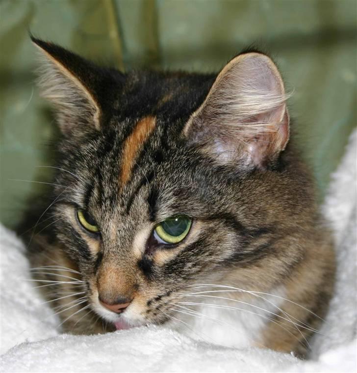 Norsk Skovkat Librian's Amalie Skram billede 1