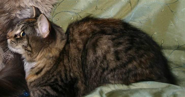 Norsk Skovkat Librian's Amalie Skram billede 2