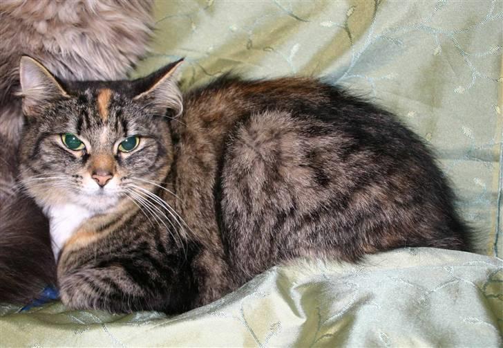 Norsk Skovkat Librian's Amalie Skram billede 3