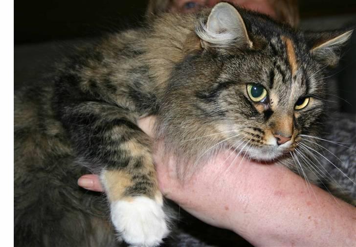 Norsk Skovkat Librian's Amalie Skram billede 4