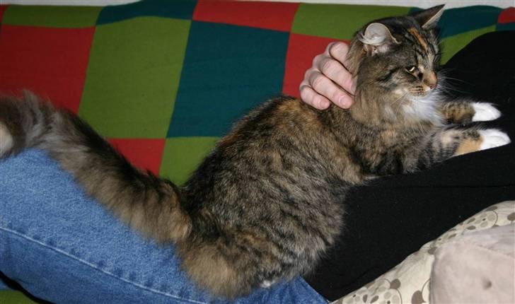 Norsk Skovkat Librian's Amalie Skram billede 5