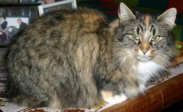 Norsk Skovkat Librian's Amalie Skram billede 6