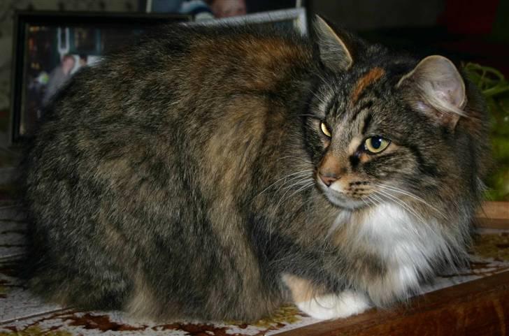 Norsk Skovkat Librian's Amalie Skram billede 7