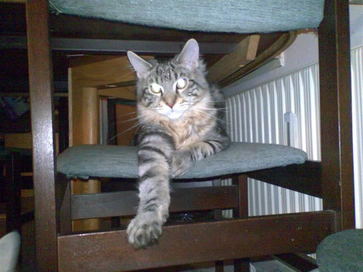 Maine Coon Chivas Regal - 2 marts billede 7