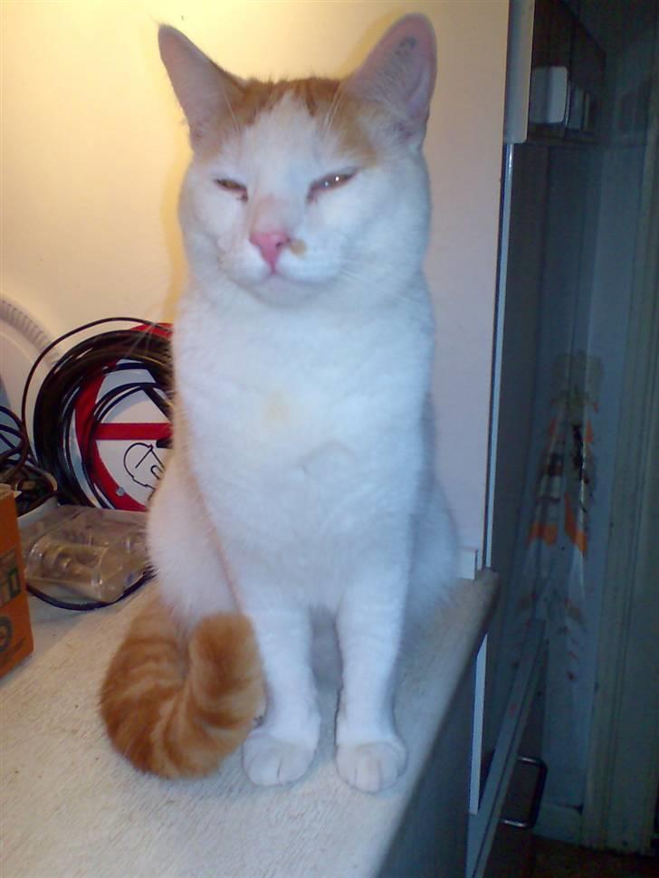 Blanding af racer Phoenix - lille Phoenix er blevet stor.. :) billede 11