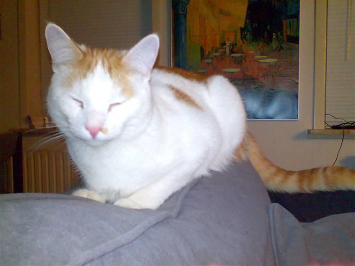 Blanding af racer Phoenix - sofaen er det bedste..:) billede 12