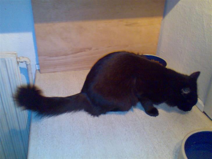 Maine Coon Skade *R.I.P* - 2 mats 2008 billede 8