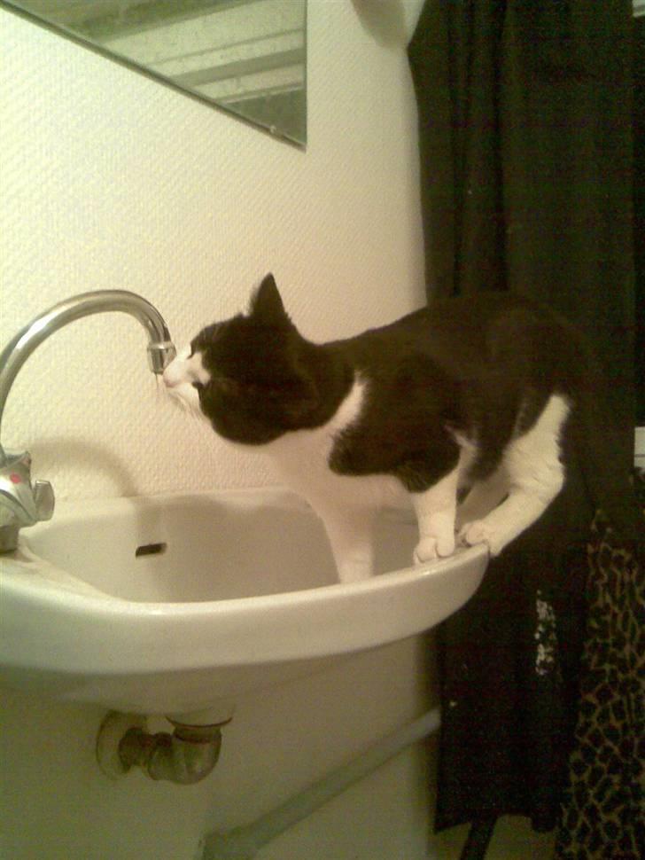 Huskat LULU  billede 4