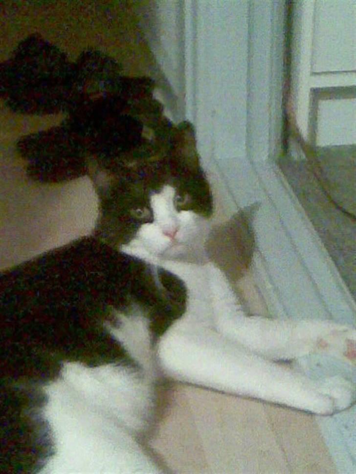 Huskat LULU  billede 5