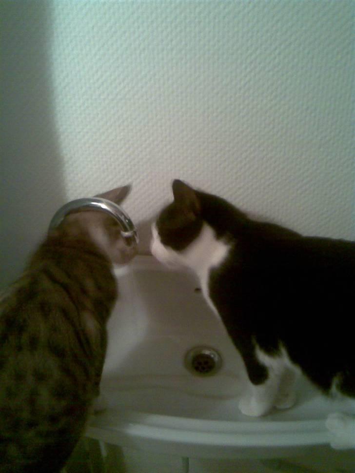 Huskat LULU  billede 6