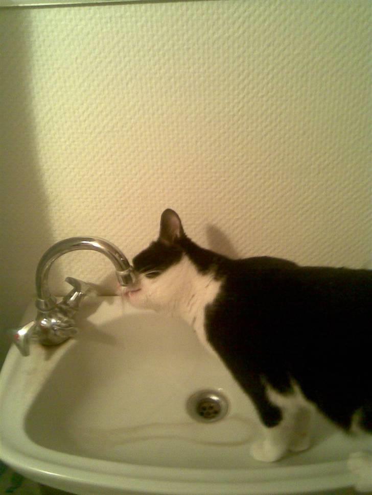 Huskat LULU  billede 7