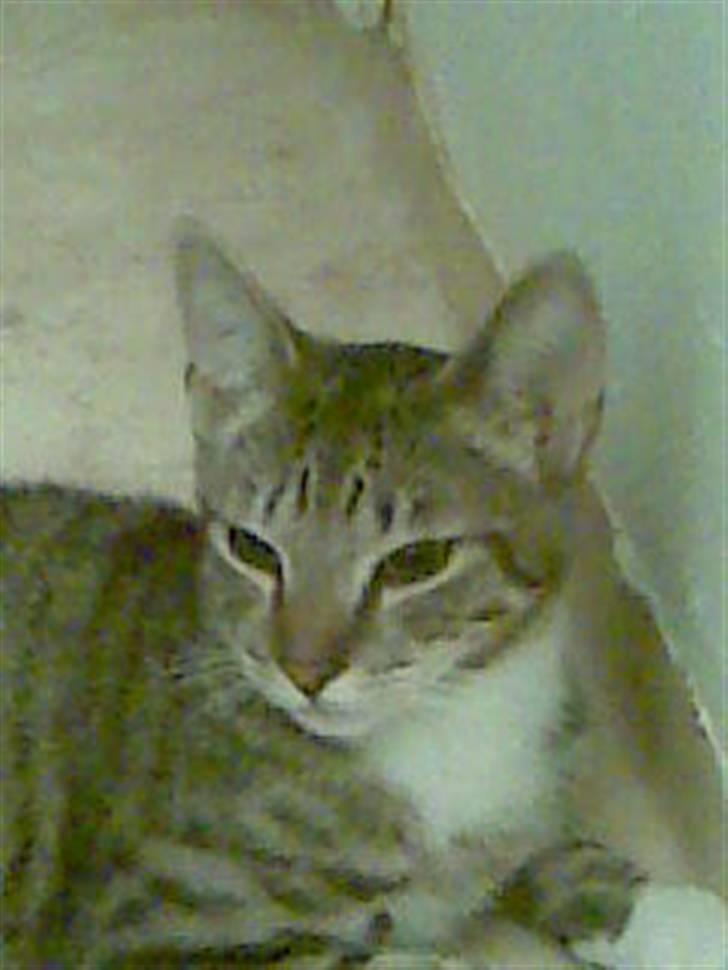 Huskat TIGER  billede 1