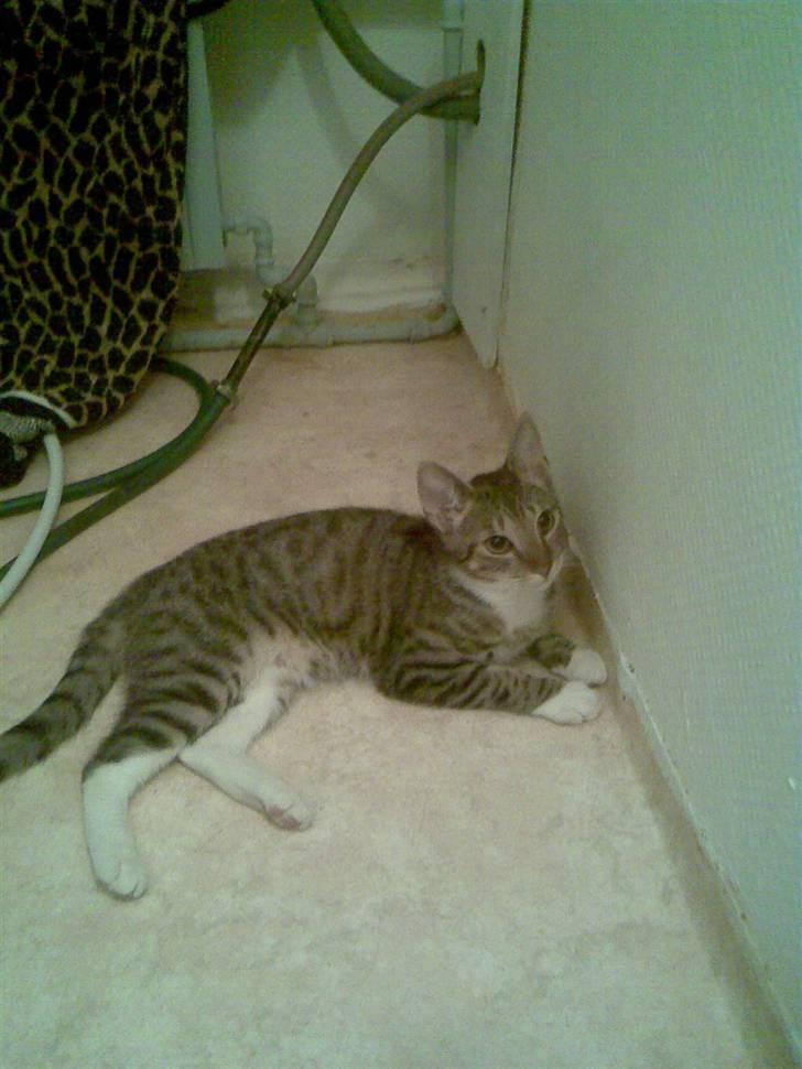 Huskat TIGER  billede 2