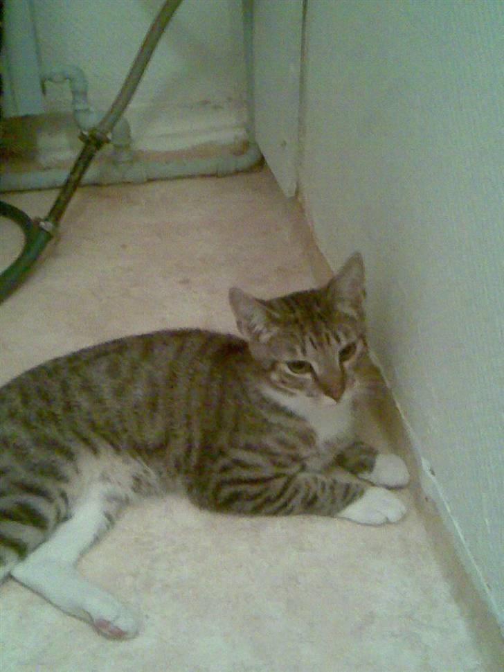 Huskat TIGER  billede 3