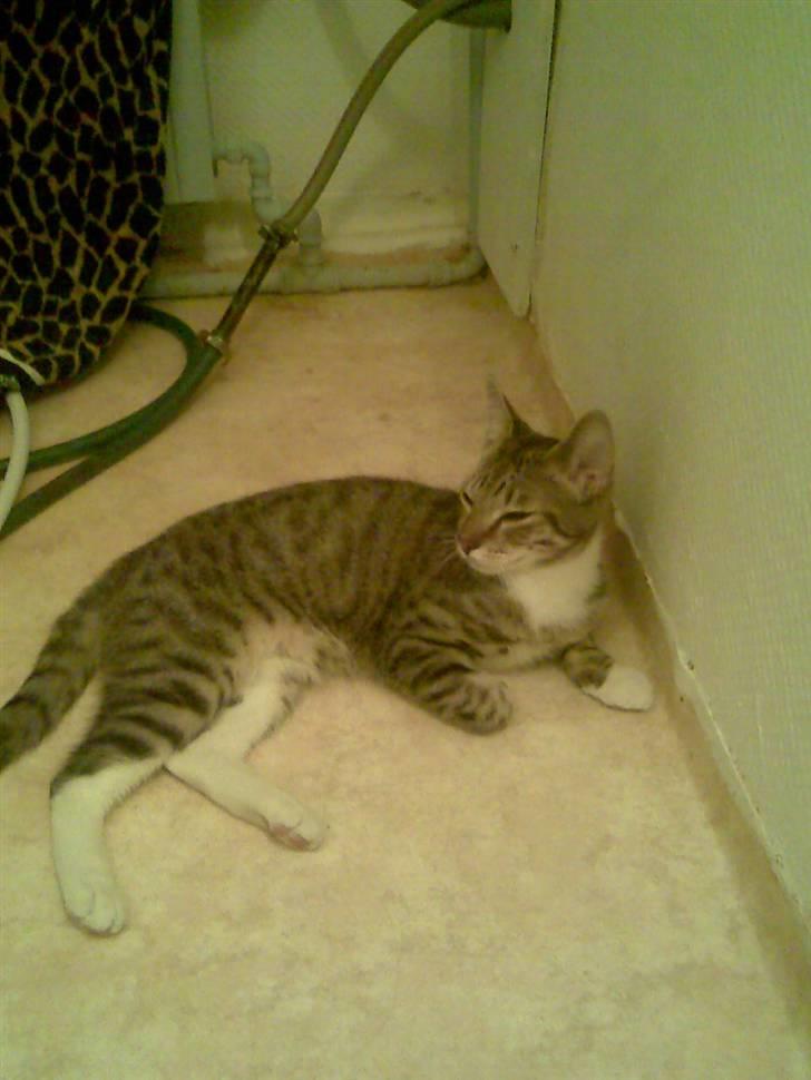 Huskat TIGER  billede 4