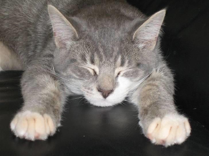 Blanding af racer R.I.P       Baloo - Tager lige en slapper billede 1