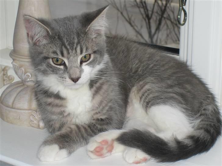 Blanding af racer R.I.P       Baloo - Her nyder jeg at ligge og slappe af billede 2