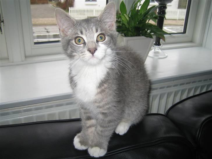 Blanding af racer R.I.P       Baloo - De der snore på tæppet...jubii billede 3