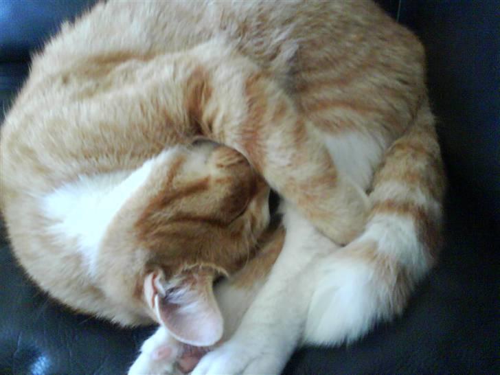 Blanding af racer Aslan (aflivet d.3/9 08) - Velkommen til Asland´s profil :o) billede 1