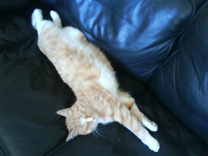 Blanding af racer Aslan (aflivet d.3/9 08) billede 2