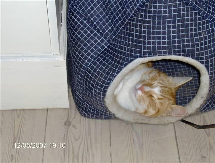 Blanding af racer Aslan (aflivet d.3/9 08) billede 3