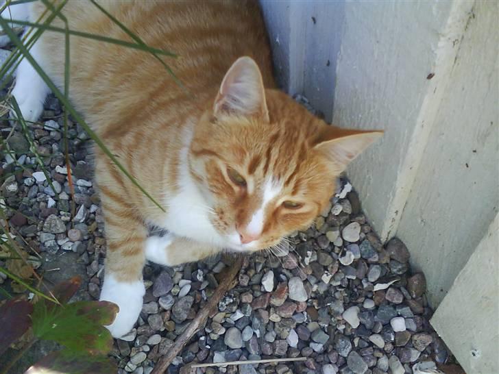 Blanding af racer Aslan (aflivet d.3/9 08) billede 4