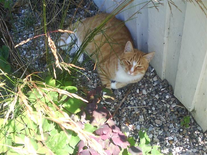 Blanding af racer Aslan (aflivet d.3/9 08) billede 5