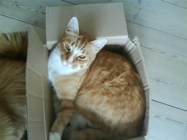 Blanding af racer Aslan (aflivet d.3/9 08) billede 6