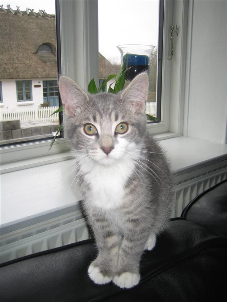 Blanding af racer R.I.P       Baloo - Hmmm er du snart færdig...så jeg kan lege igen? billede 4