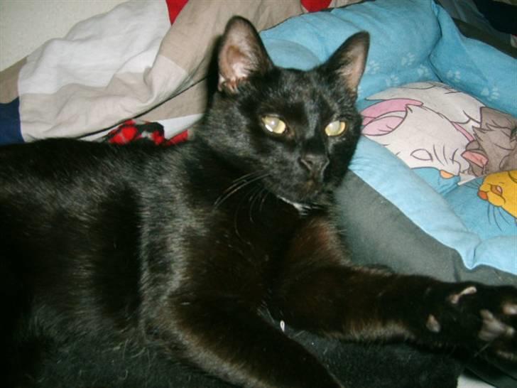 Huskat Bette Skid billede 1