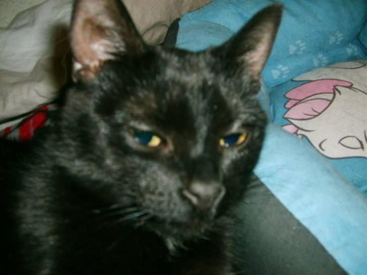 Huskat Bette Skid billede 2