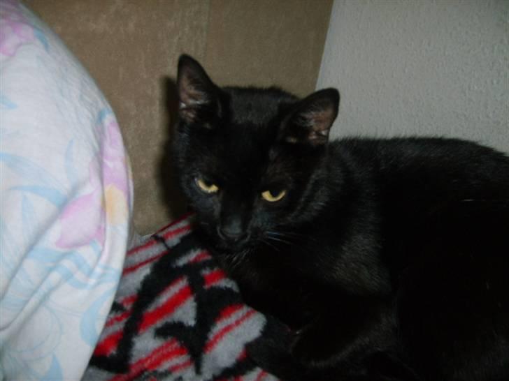 Huskat Bette Skid billede 3