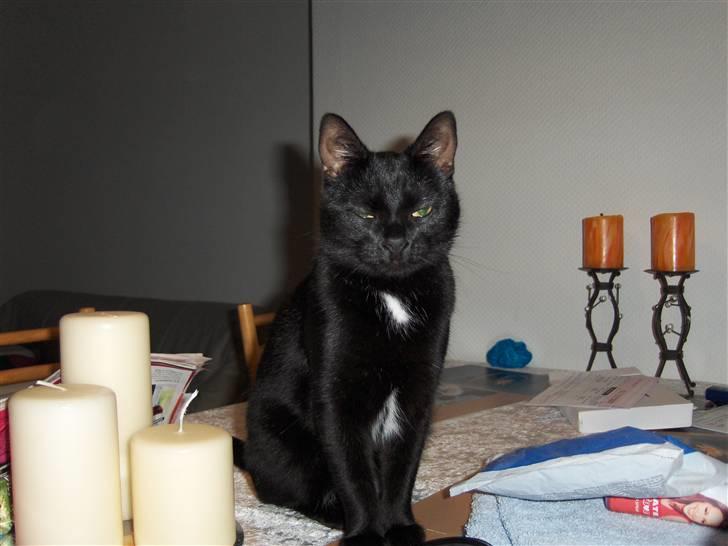 Huskat Bette Skid billede 4