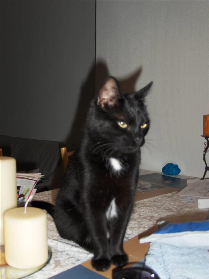 Huskat Bette Skid billede 5