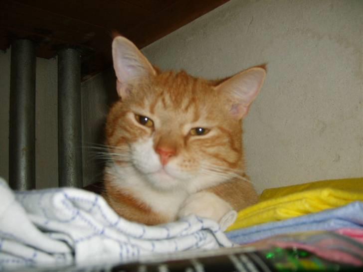 Huskat Bandit billede 1