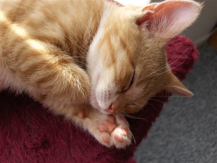 Huskat Bandit billede 2