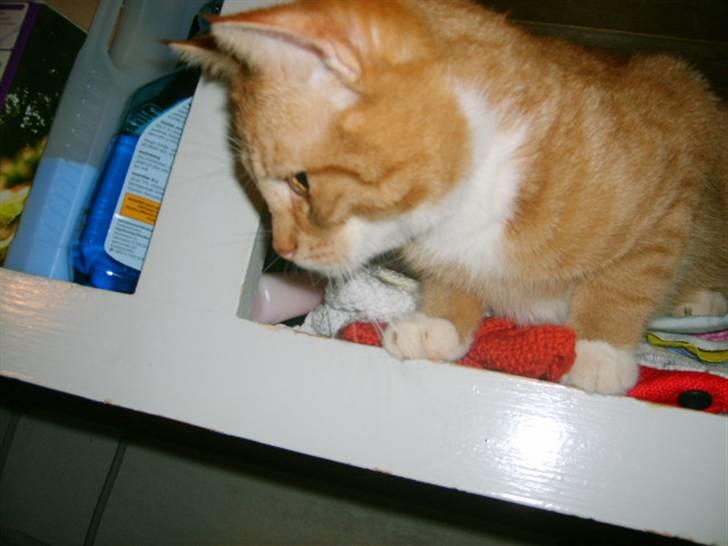 Huskat Bandit billede 3