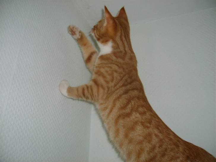 Huskat Bandit - så er han lige oppe at lave ballade på reolen i stuen billede 4