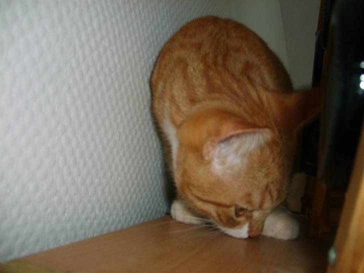 Huskat Bandit - så er han lige oppe at lave ballade på reolen i stuen billede 5